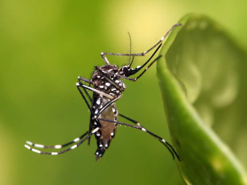 oropouche, dengue, mosquitos estériles, insectos del verano, mosquitos, dengue